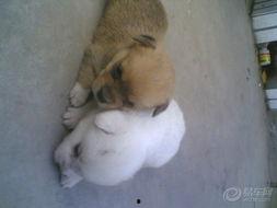 狗男女的图片,揭秘动物界的情感纠葛